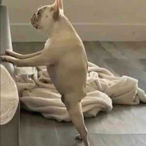 Meet your Posher, Benny